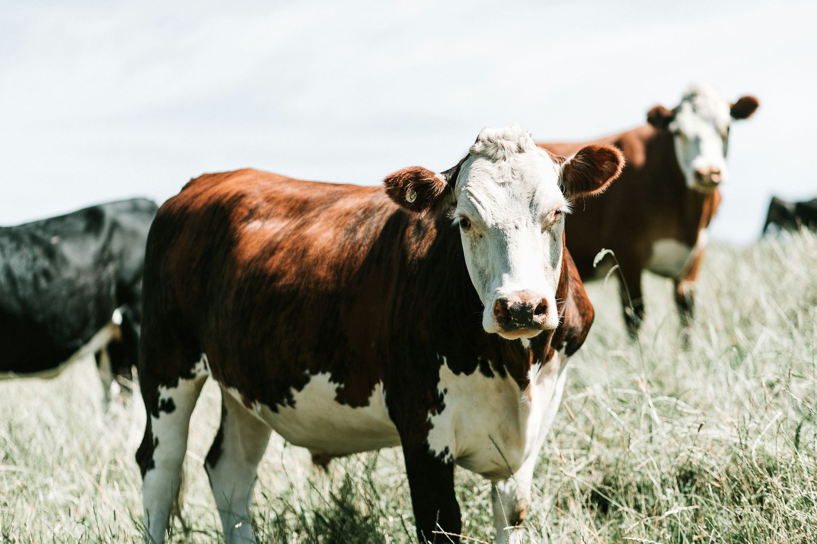 Hereford cattle at grass