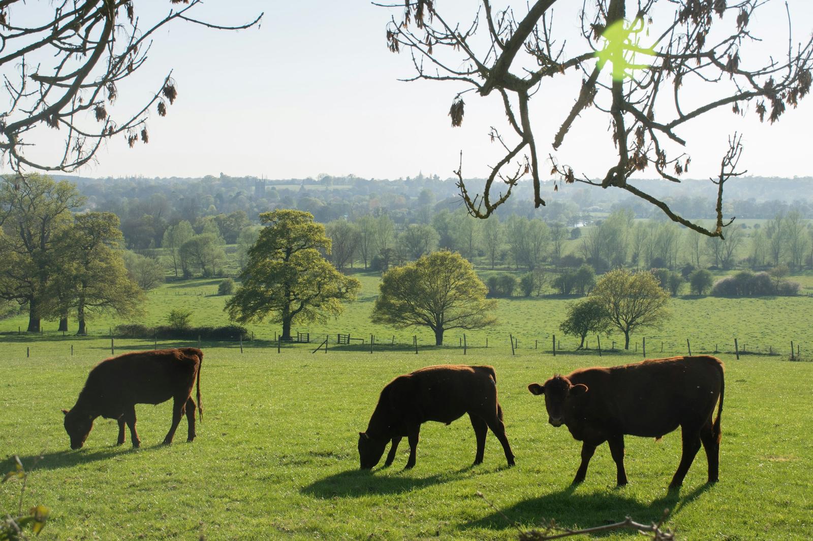Three cows resting under trees