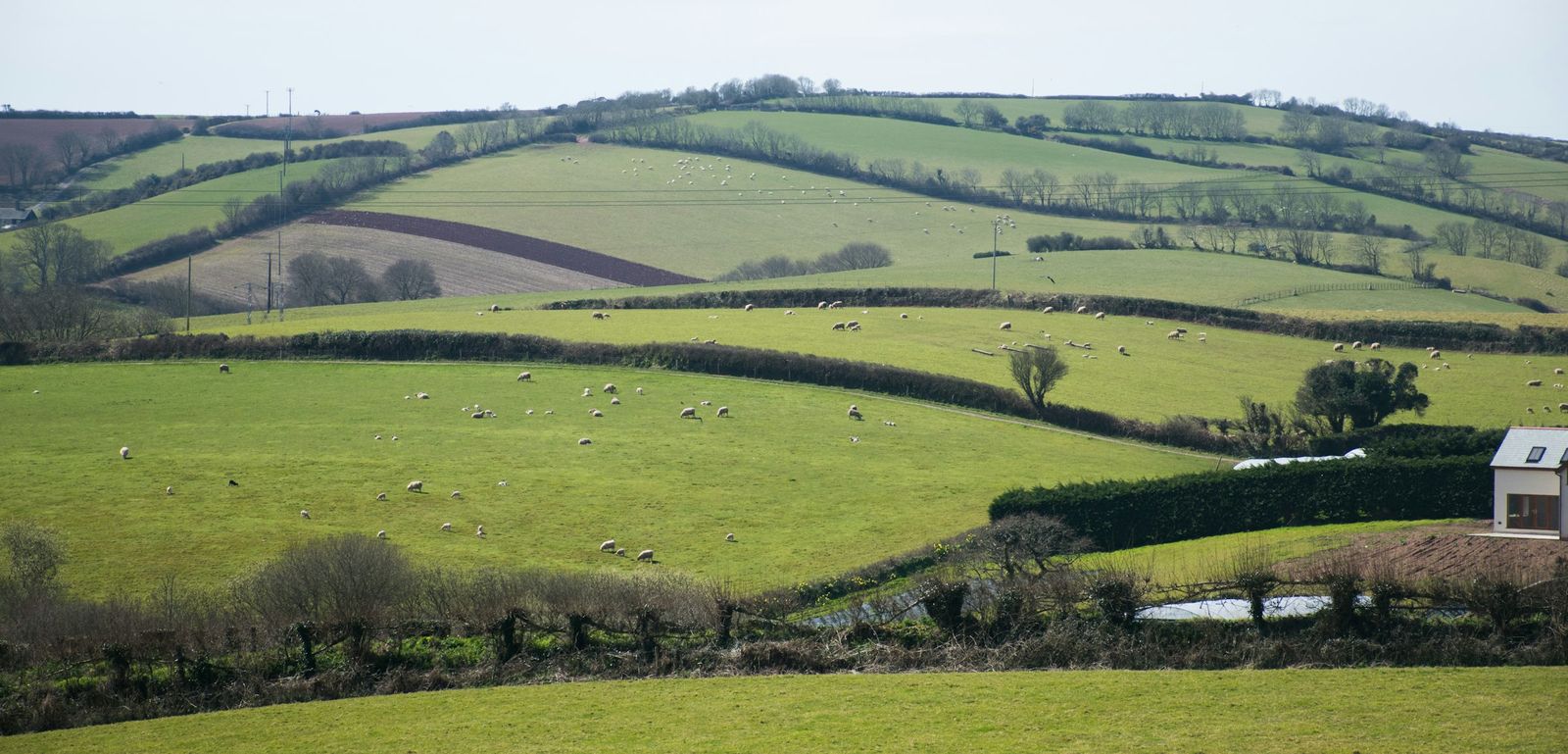 Sheep grazing a patchwork of hedged fields