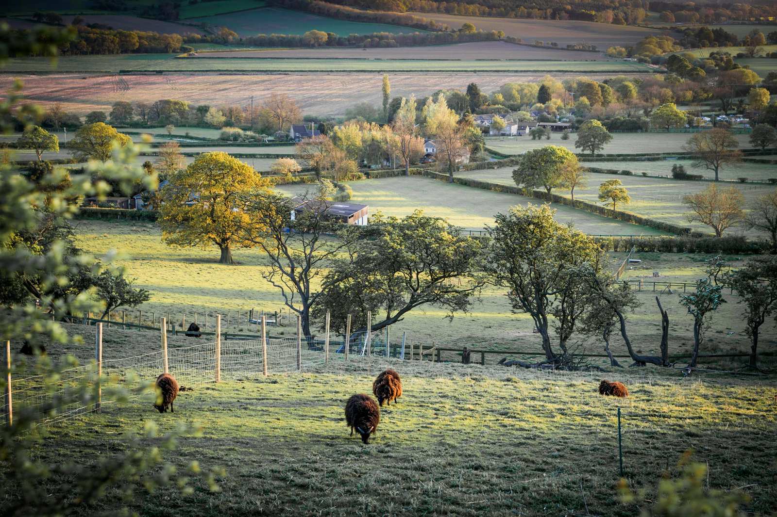 Frost on fields on a winter morning